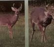 Deer grazing in Tyler's yard