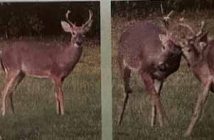 Deer grazing in Tyler's yard